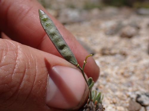 Image of Boechera pygmaea by (c) Martin Purdy, some rights reserved (CC BY)