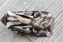 Agrotis vancouverensis