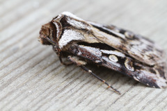 Agrotis vancouverensis