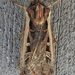Western Bean Cutworm Moth - Photo (c) joannerusso, some rights reserved (CC BY-NC), uploaded by joannerusso