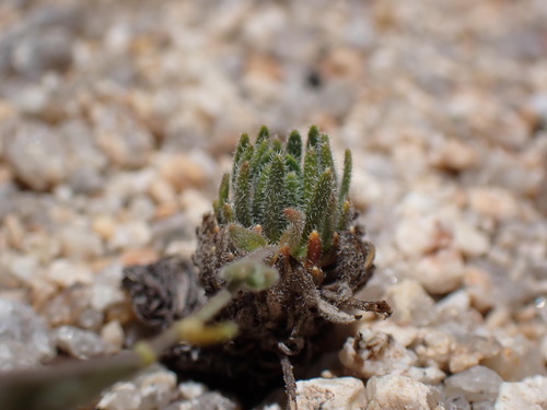 Image of Tulare County Rockcress (Boechera pygmaea) by (c) Martin Purdy, some rights reserved (CC BY)