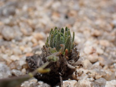 Boechera pygmaea