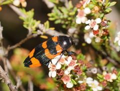 Castiarina thomsoni
