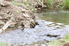 Pterostichus nigrita