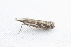 Catoptria oregonicus