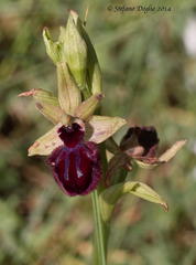 Ophrys sphegodes atrata