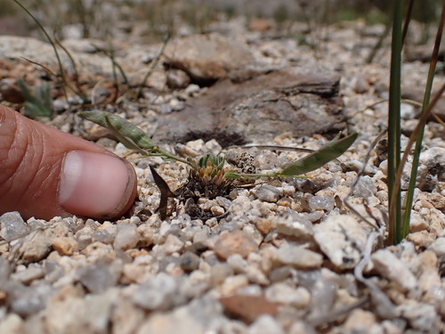 Tulare County rockcress (Arabis pygmaea)