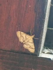 Metasia ophialis