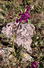 Anacamptis morio