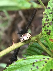 Cryptocephalus mutabilis