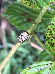 Cryptocephalus mutabilis
