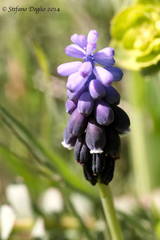 Muscari neglectum