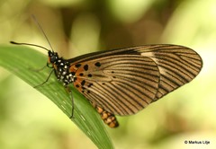 Acraea esebria