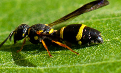 Strepsiptera