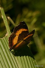 Junonia elgiva