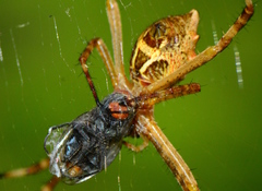 Argiope argentata