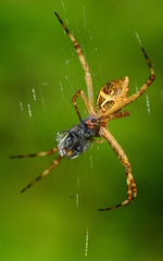 Argiope argentata