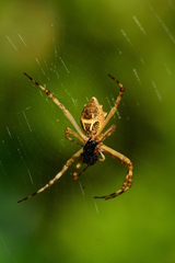 Argiope argentata