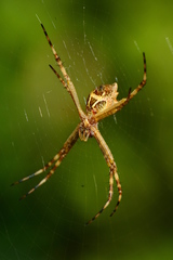 Argiope argentata