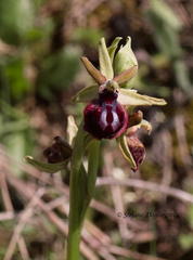 Ophrys sphegodes passionis