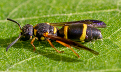 Strepsiptera