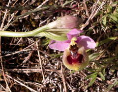 Ophrys tenthredinifera neglecta