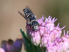 Synocoelioxys