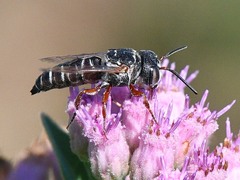 Synocoelioxys