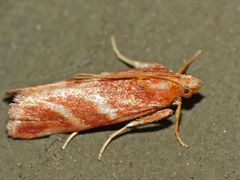 Trachypteryx rhodoxantha