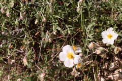 Helianthemum apenninum