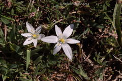 Ornithogalum