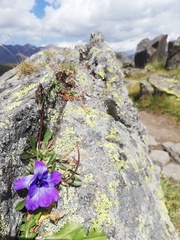 Campanula tridentata