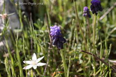 Muscari neglectum