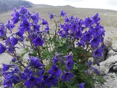 Delphinium caucasicum