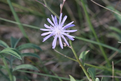 Lactuca tatarica