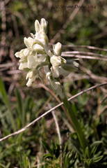 Anacamptis morio