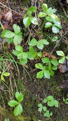 Anemonoides quinquefolia