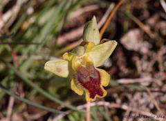 Ophrys sicula