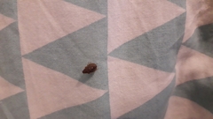 Sciocoris sideritidis