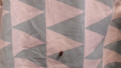 Sciocoris sideritidis