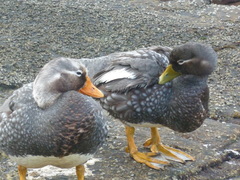 Tachyeres brachypterus