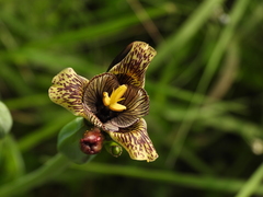 Tigridia vanhouttei