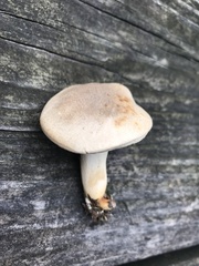 Retiboletus griseus
