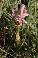 Ophrys tenthredinifera neglecta