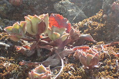 Aeonium haworthii