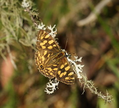 Oreixenica kershawi