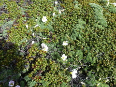 Oxalis enneaphylla