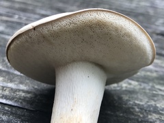 Retiboletus griseus