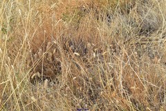 Trifolium angustifolium