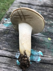Retiboletus griseus